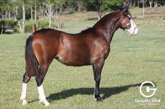 RODIGHERI ESTRELA 
