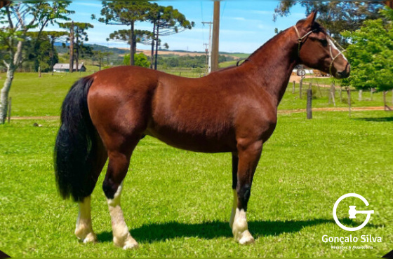  XINGU DA SÃO JOÃO DO BURITY