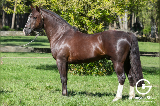 DIREITO DE USO 5 COBERTURAS LUGANO TAPE - TE