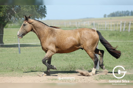 OUTONO DE SANTO ANICETO