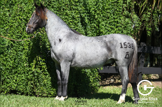 CAMPANA MOZO VIVO