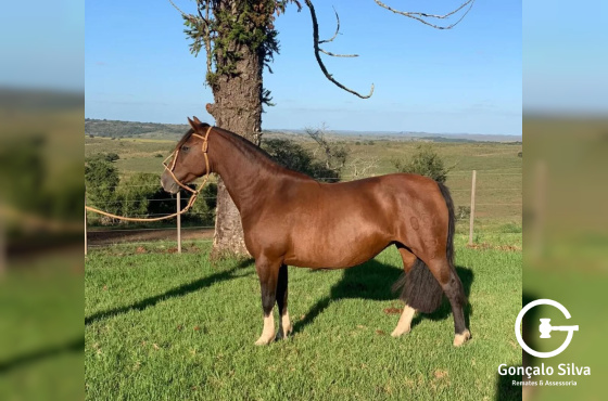 Filha Napoleão de Sao Pedro 3x1