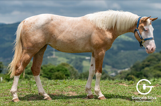 DAUGHTER OF THE MOON 