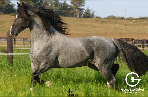 OURO NEGRO DE VISTA ALEGRE 