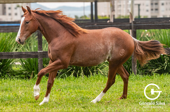 ANITA PEPY WHIZ CTMC