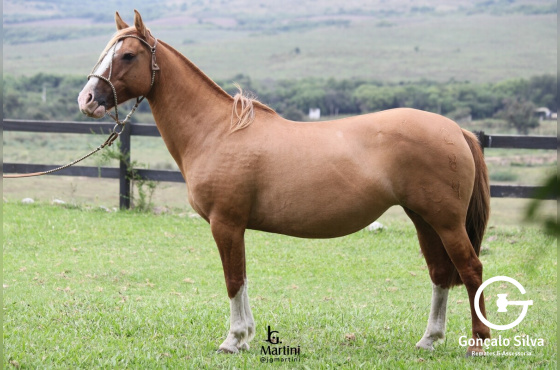 GANADERA DA BARAÚNA