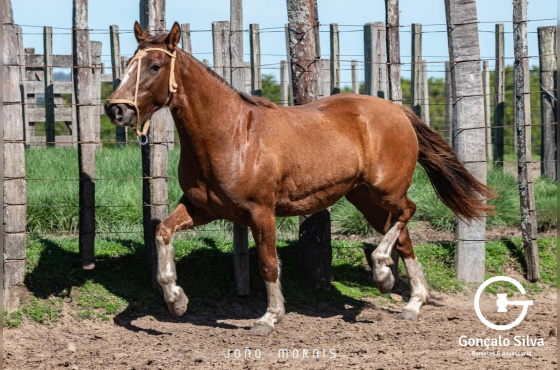 SANTA AUGUSTA UMA PINGA