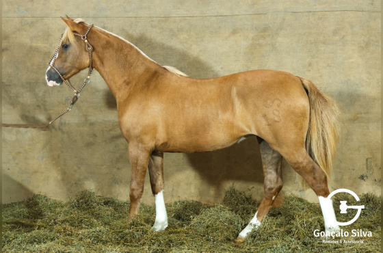 MONTE PAMPERO MALICIA