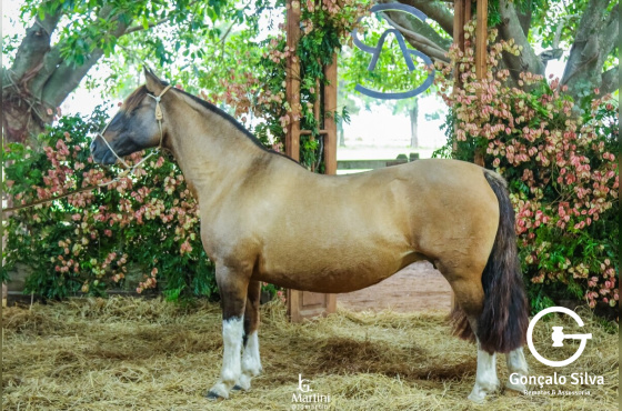 QUATRILHA DO ITAPORORÓ