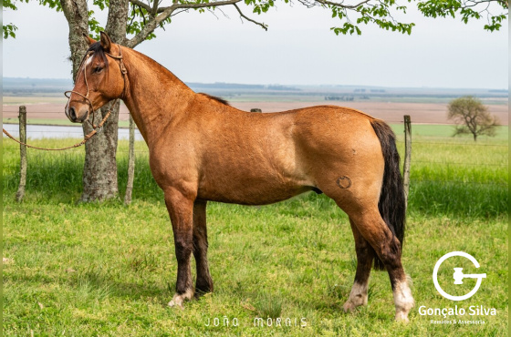 SANTA ALICE BALUARTE