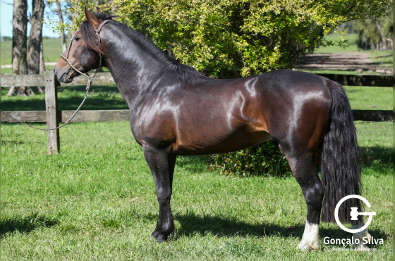 ULTIMATO DO VEIO D'AGUA 