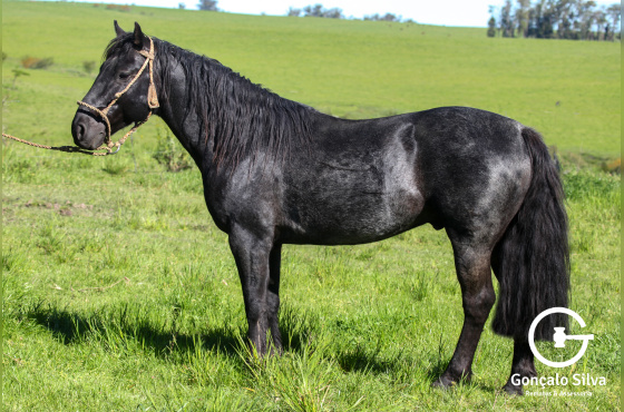 DIREITO DE USO  5 COBERTURAS CM ZAGO DO CINCO SALSOS
