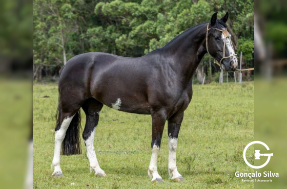 EGUA DOMADA - Picaça Pampa filha Xeque Mate da Boa Vista