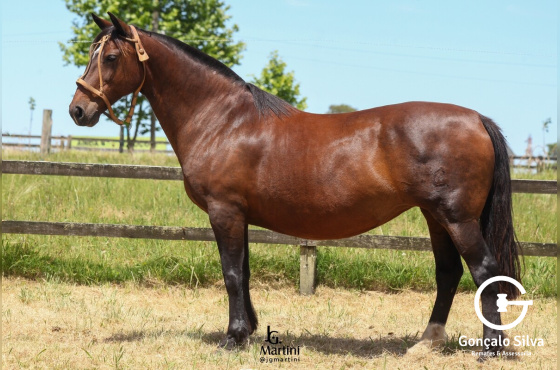  LAS CALLANAS BRASIL CORAJUDA