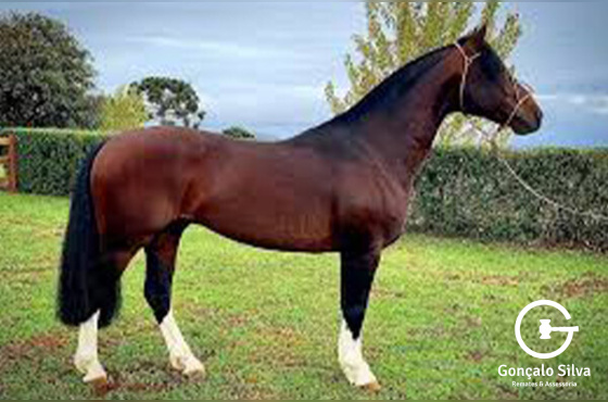 HISPANO DO PURUNA 