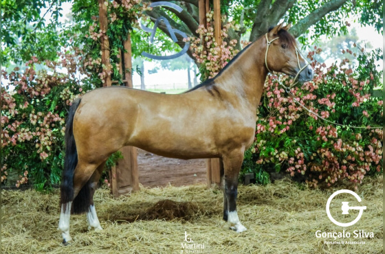 AS MALKE LEMBRANÇA II