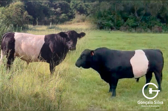 TOUROS GALLOWAY  Com Andrológico - Pesos Touro 2 anos 469 kgs - Touro 7 anos 794 kgs