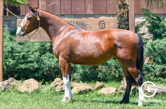 HALAGUEÑO DE LOS BUENOS
