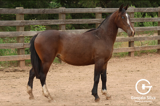 SACRAPALMA CAMILE - TE 