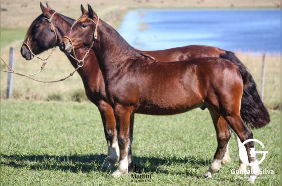VENDA VERTICAL   POTRO OU  ENFEITADA II DO BARULHO 