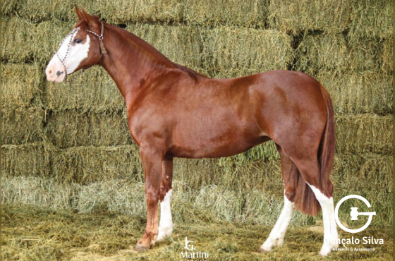 HINDAIÁ DA BOA VISTA