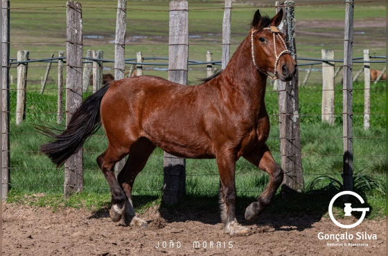 SANTA AUGUSTA UMA BRASA