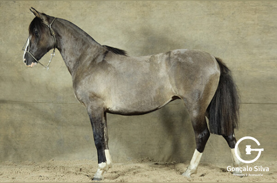 SACRAPALMA CONCEIÇÃO 