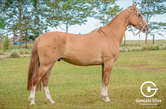 RELICÁRIO DA SANTA MARIA DO ITU