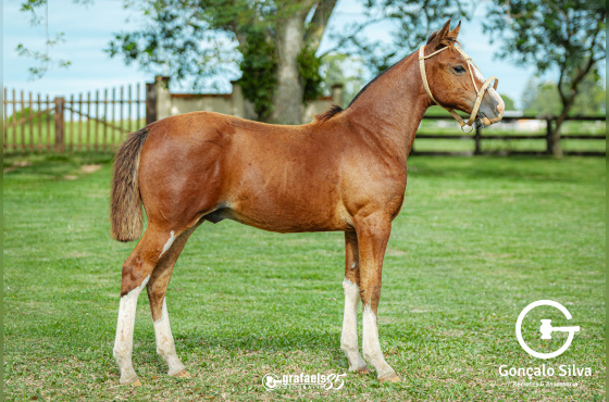 UN ORGULLO DE SANTO ANICETO