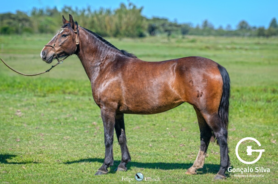 MEIA VOLTA JARDINEIRA