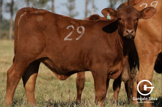 VACAS PRENHES COM CRIA AO PÉ - LOTE 