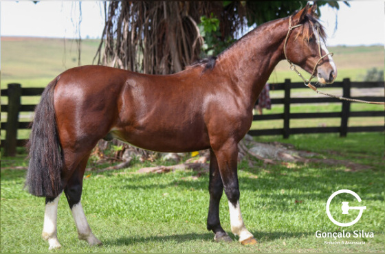 QUATRO NAIPES DA KITA 