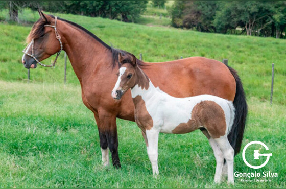 MAPUCHE PITANGA - TE