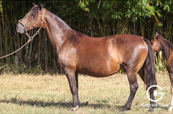GUANABARA DA RECALADA