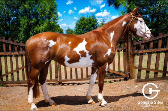 TRES MARIA DA MARAÑA