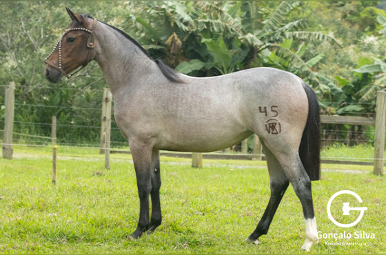 TRV IDÊNTICA DA ZERMIANI 