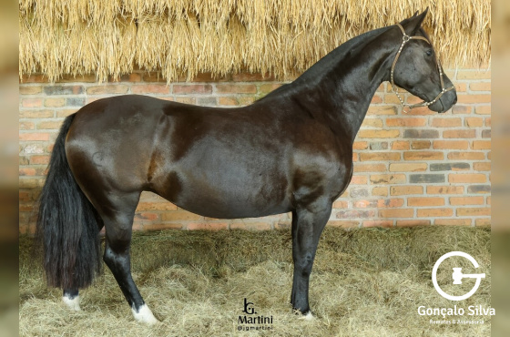ZIRCÔNIA NEGRA MAPOCHO-TE