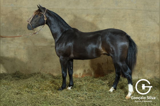 MONTE PAMPERO MELINDROSO-TE