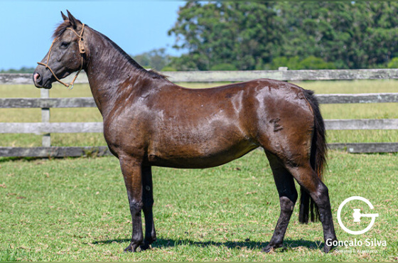 GAROA DO PASSO FUNDO