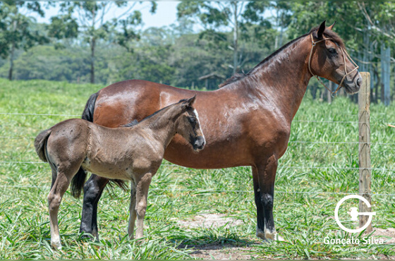 BALADA DOS CASTANHEIROS