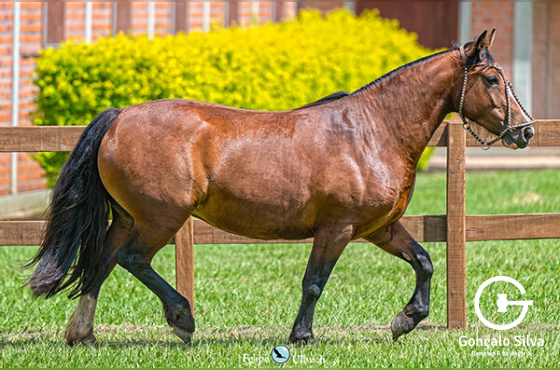 LA CASTELLANA TOCAIA