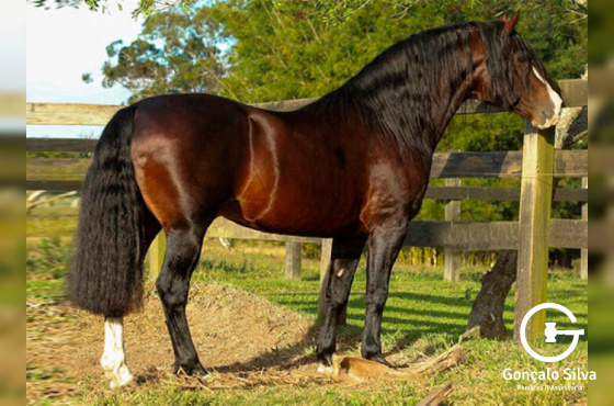 ALTO ASTRAL  DE SANTA  EDWIGES