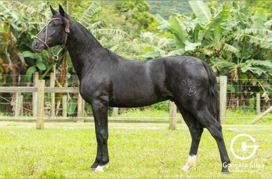 BOM DE BRIGA DA CONSAGRADA - TE 