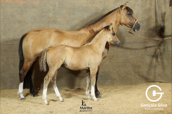 GLOBELEZA 185 DA VENDRAMIN