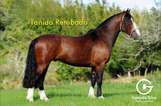 cobertura Tanido Retobado 