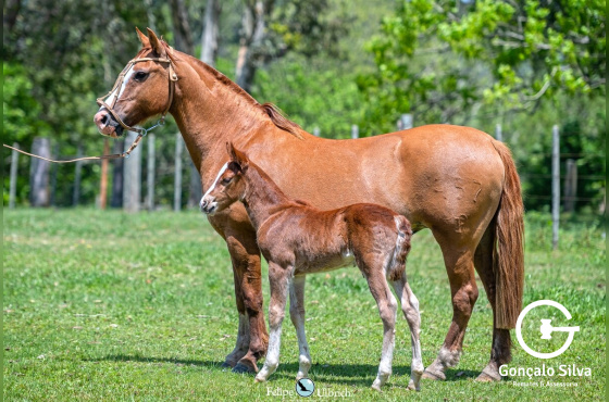 ODISSÉIA DA CHARQUEADA