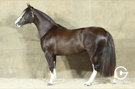 DE LOS PAMPAS FIESTA GAÚCHA - TE