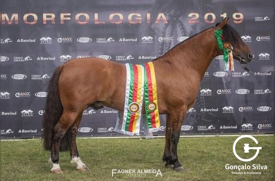 COBERTURA - MANO A MANO DO RAUNA 