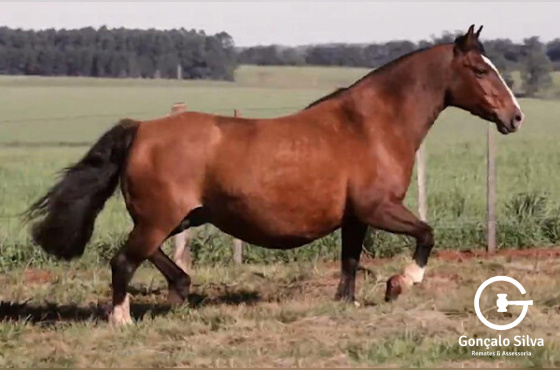 VAIDOSA DE SÃO PEDRO 