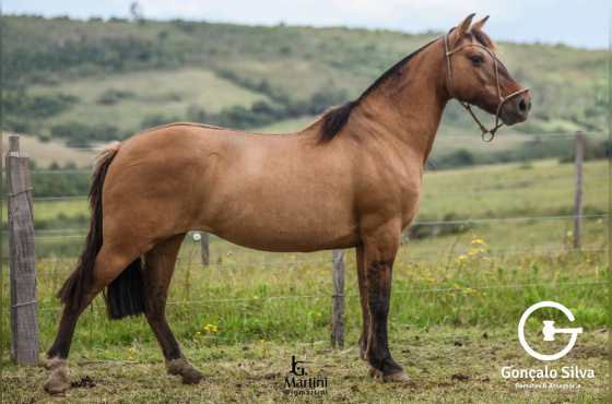 ORGANIZADA 3011 DE SANTO ANGELO 